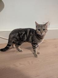 Found/Stray Female Cat last seen Lower Lisburn Road, Near Nico's Pizzeria , Belfast, Northern Ireland 