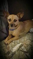 Lost Female Dog last seen Hickory Nut Ridge Rd., Hudson, NC 28638