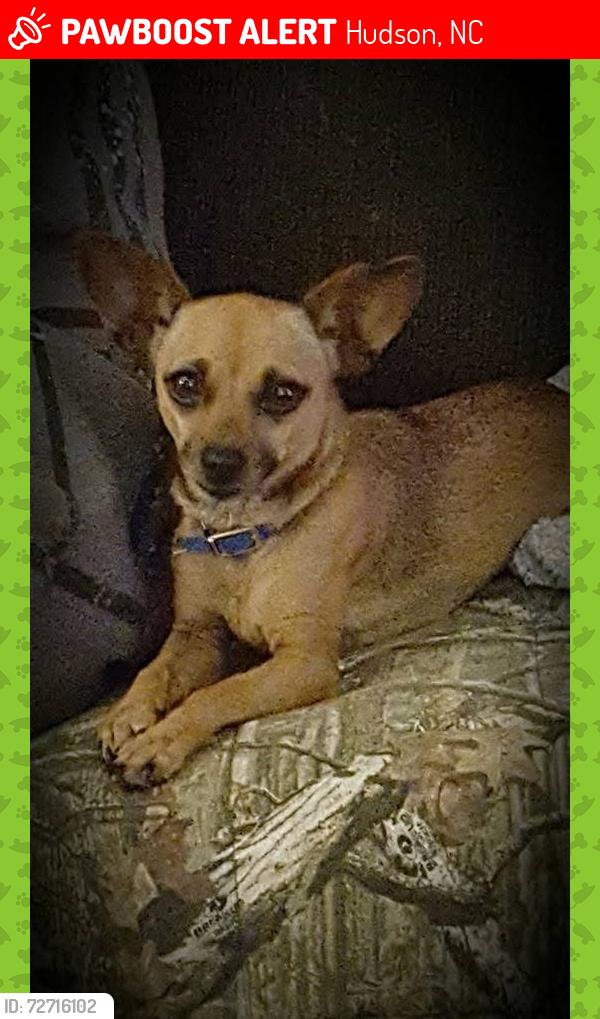 Lost Female Dog last seen Hickory Nut Ridge Rd., Hudson, NC 28638