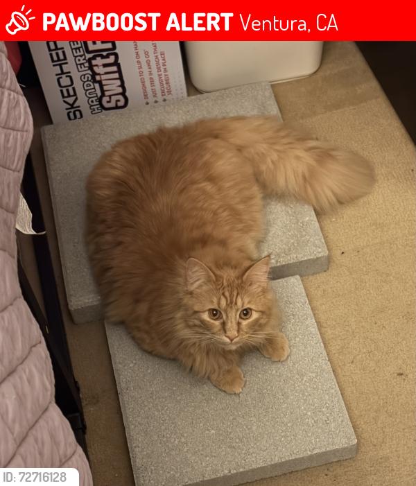 Lost Male Cat last seen Near Ep Foster or Lalos on the Ave , Ventura, CA 93001
