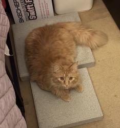 Lost Male Cat last seen Near Ep Foster or Lalos on the Ave , Ventura, CA 93001