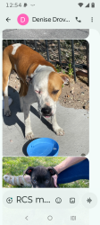 Found/Stray Unknown Dog last seen Grove and Trumbull Southeast, Albuquerque, NM 87108