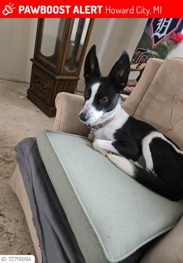 Lost Female Dog last seen Amy school rd and W lake montcalm rd., Howard City, MI 49329
