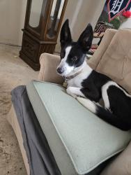 Lost Female Dog last seen Amy school rd and W lake montcalm rd., Howard City, MI 49329