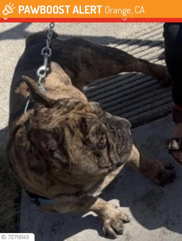 Found/Stray Male Dog last seen Batavia st, Orange, CA 92865