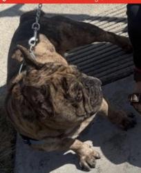 Found/Stray Male Dog last seen Batavia st, Orange, CA 92865