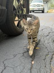 Found/Stray Male Cat last seen Santa Barbara and dogwood way, Naples, FL 34116