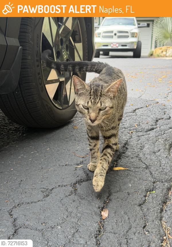 Found/Stray Male Cat last seen Santa Barbara and dogwood way, Naples, FL 34116