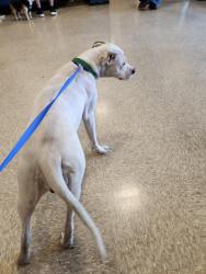Found/Stray Female Dog last seen Goodwill, San Angelo, TX 76901