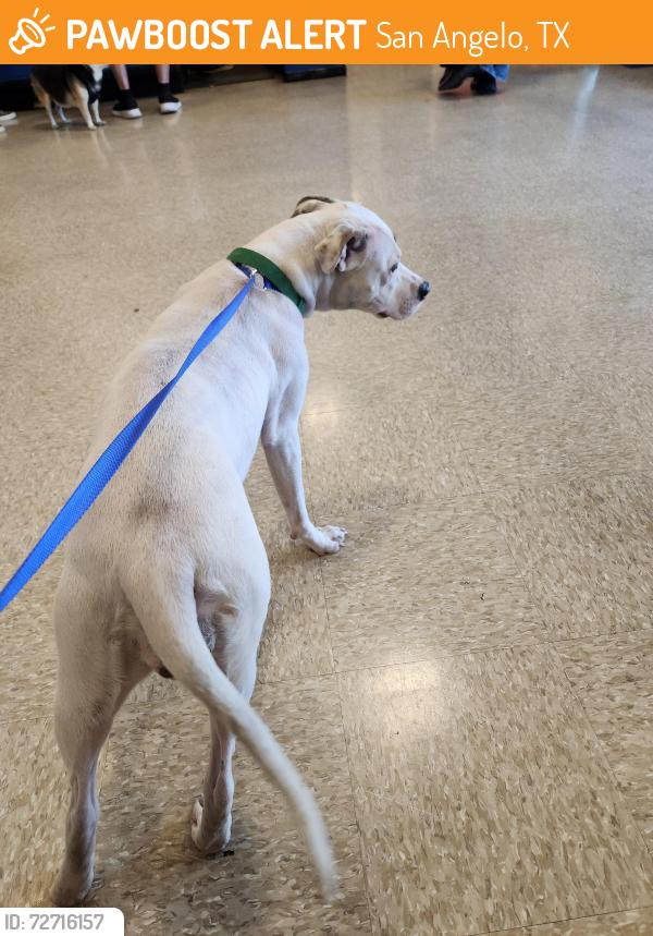 Found/Stray Female Dog last seen Goodwill, San Angelo, TX 76901