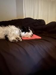 Lost Female Dog last seen Family dollar , Indianapolis, IN 46201