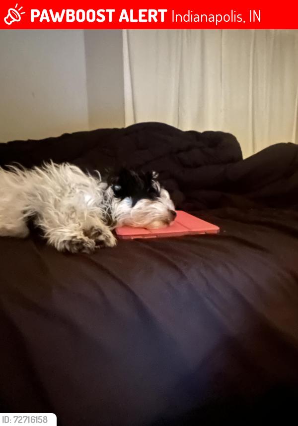 Lost Female Dog last seen Family dollar , Indianapolis, IN 46201