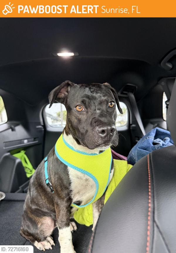 Found/Stray Female Dog last seen 115th and 35st, Sunrise, FL 33351