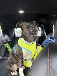 Found/Stray Female Dog last seen 115th and 35st, Sunrise, FL 33351