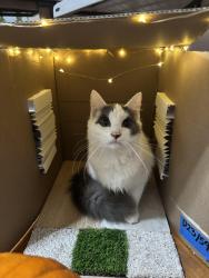 Lost Male Cat last seen Bagley Ave, victory gardens dr, Camelot ct, Wilmington, NC 28409