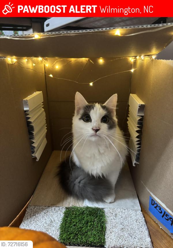 Lost Male Cat last seen Bagley Ave, victory gardens dr, Camelot ct, Wilmington, NC 28409