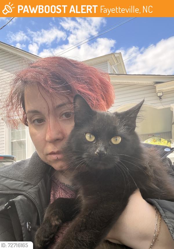 Found/Stray Unknown Cat last seen Apt building close by, Fayetteville, NC 28305