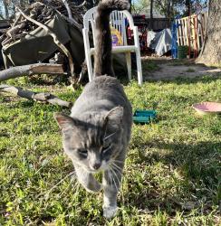Found/Stray Unknown Cat last seen Pickard and Willow Lane, Norman, OK, Norman, OK 73019