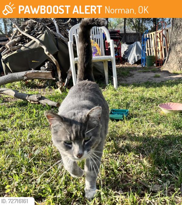 Found/Stray Unknown Cat last seen Pickard and Willow Lane, Norman, OK, Norman, OK 73019