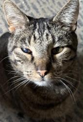 Lost Male Cat last seen Rest Area I-84 Greentown Pa, Matamoras, PA 18336