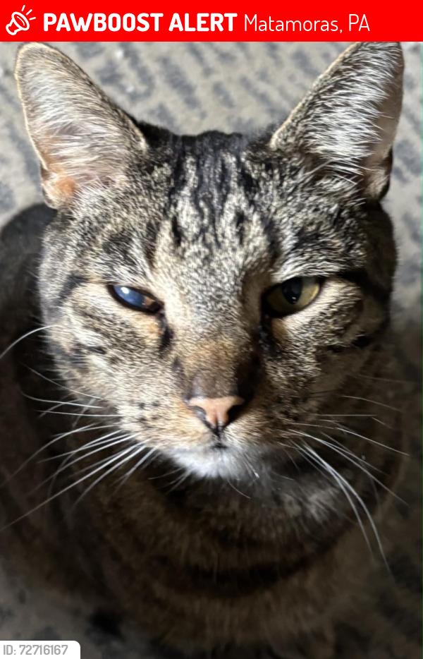 Lost Male Cat last seen Rest Area I-84 Greentown Pa, Matamoras, PA 18336