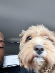 Lost Male Dog last seen Near westropp ave , Cleveland, OH 44110