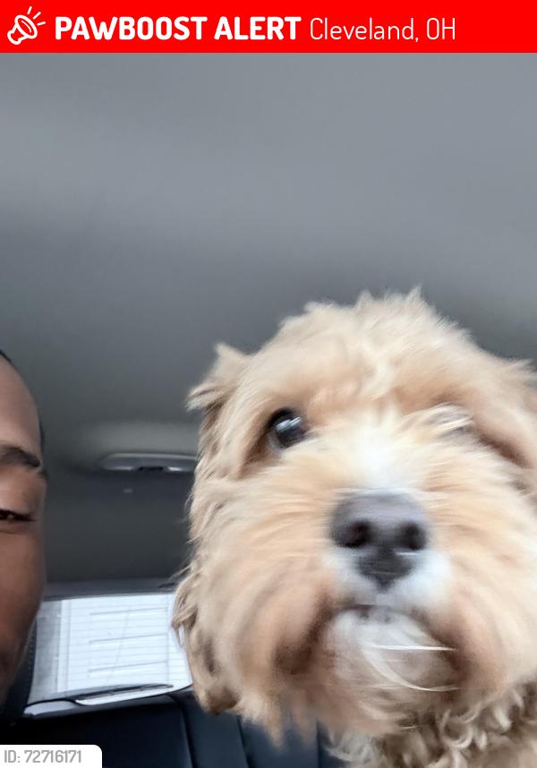 Lost Male Dog last seen Near westropp ave , Cleveland, OH 44110
