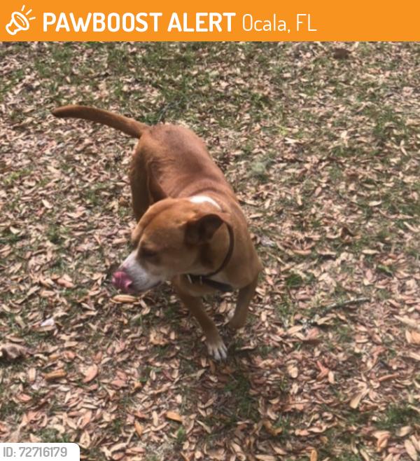 Found/Stray Female Dog last seen Lynne, Fl, Ocala, FL 34471