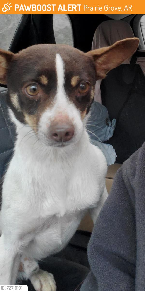 Found/Stray Male Dog last seen Near Greasy Valley Road, Prairie Grove, AR, Prairie Grove, AR 72753