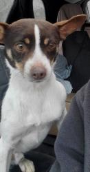 Found/Stray Male Dog last seen Near Greasy Valley Road, Prairie Grove, AR, Prairie Grove, AR 72753