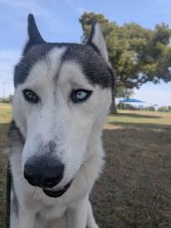 Found/Stray Male Dog last seen Near W Osborn Rd, Phoenix, AZ 85031, Phoenix, AZ 85031