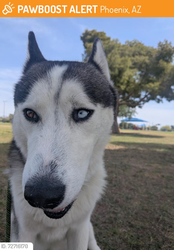 Found/Stray Male Dog last seen Near W Osborn Rd, Phoenix, AZ 85031, Phoenix, AZ 85031