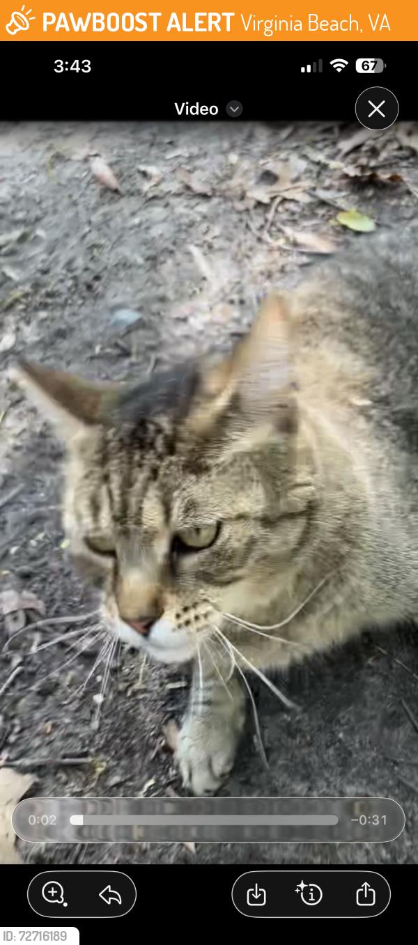 Found/Stray Unknown Cat last seen Behind the woods at pembroke meadows elementary school, Virginia Beach, VA 23455