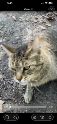 Found/Stray Unknown Cat last seen Behind the woods at pembroke meadows elementary school, Virginia Beach, VA 23455