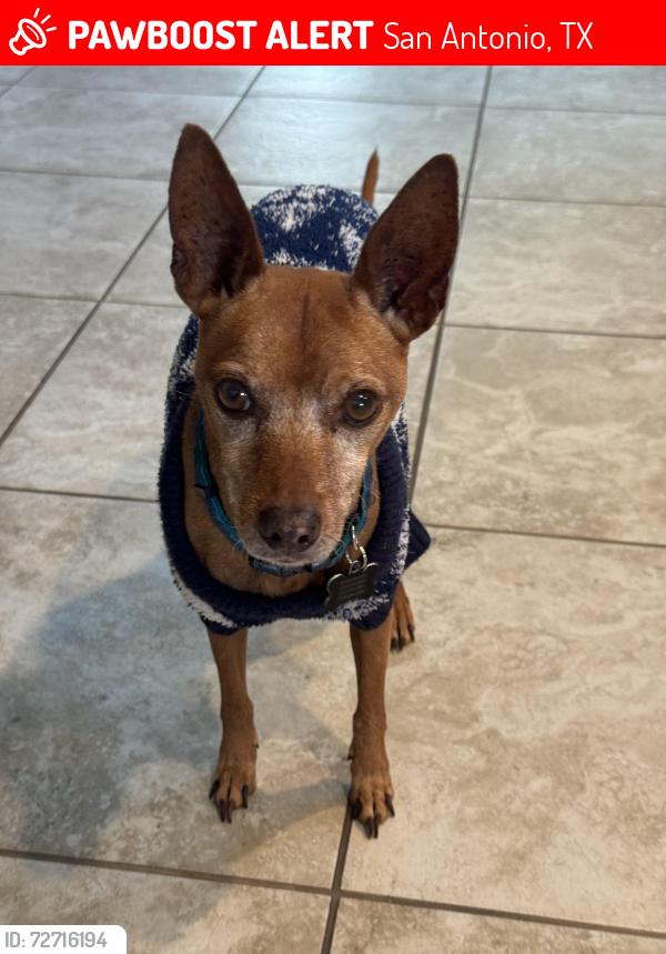 Lost Male Dog last seen Blackmore leap, San Antonio, TX 78245