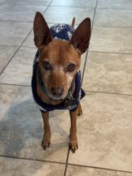 Lost Male Dog last seen Blackmore leap, San Antonio, TX 78245