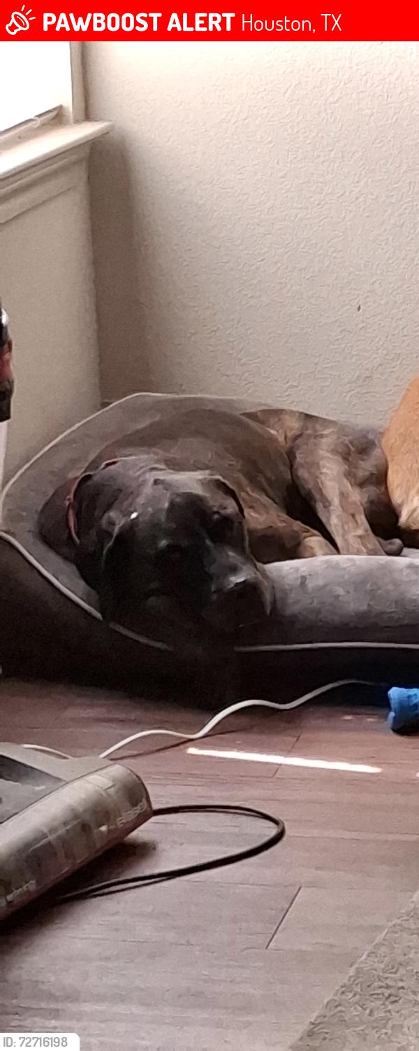 Lost Female Dog last seen Candle light forest, Houston, TX 77088