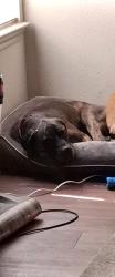 Lost Female Dog last seen Candle light forest, Houston, TX 77088