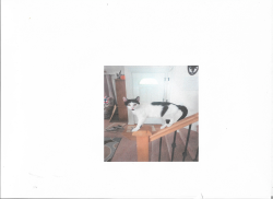 Lost Male Cat last seen Florida Ave, Caldwell, ID 83607
