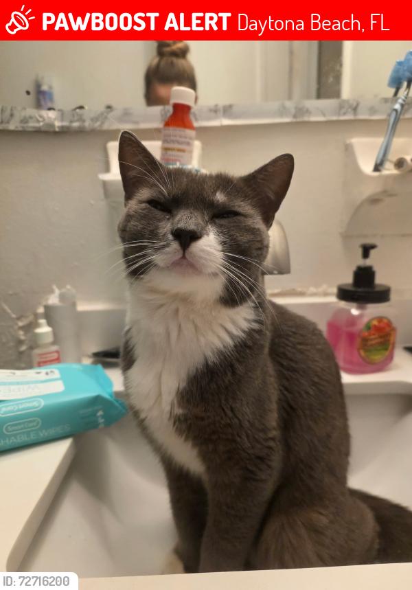 Lost Male Cat last seen Keech north caroline, Daytona Beach, FL 32114