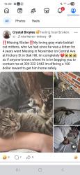 Lost Male Cat last seen Central Ave Oak Hill Wv, Oak Hill, WV 25901