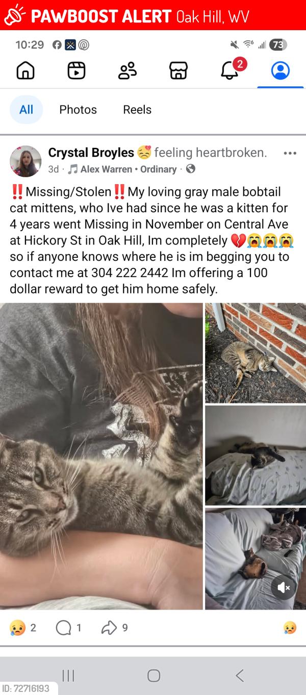 Lost Male Cat last seen Central Ave Oak Hill Wv, Oak Hill, WV 25901