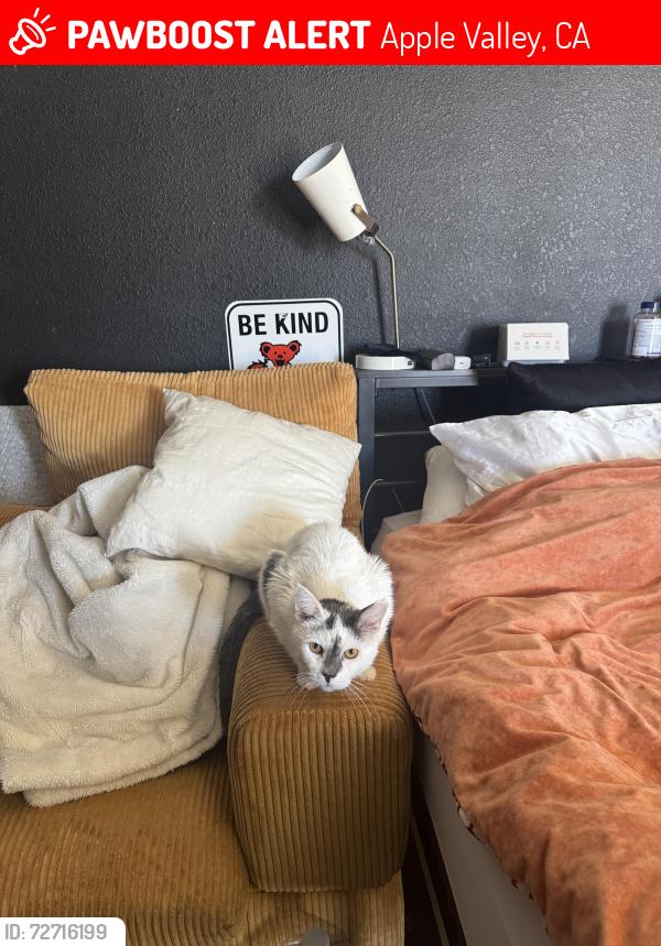 Lost Male Cat last seen round up and denrock, Apple Valley, CA 92308