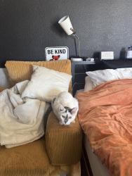 Lost Male Cat last seen round up and denrock, Apple Valley, CA 92308