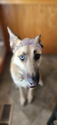 Lost Female Dog last seen Pretty Good Street, Big Cut, Placerville, CA 95667