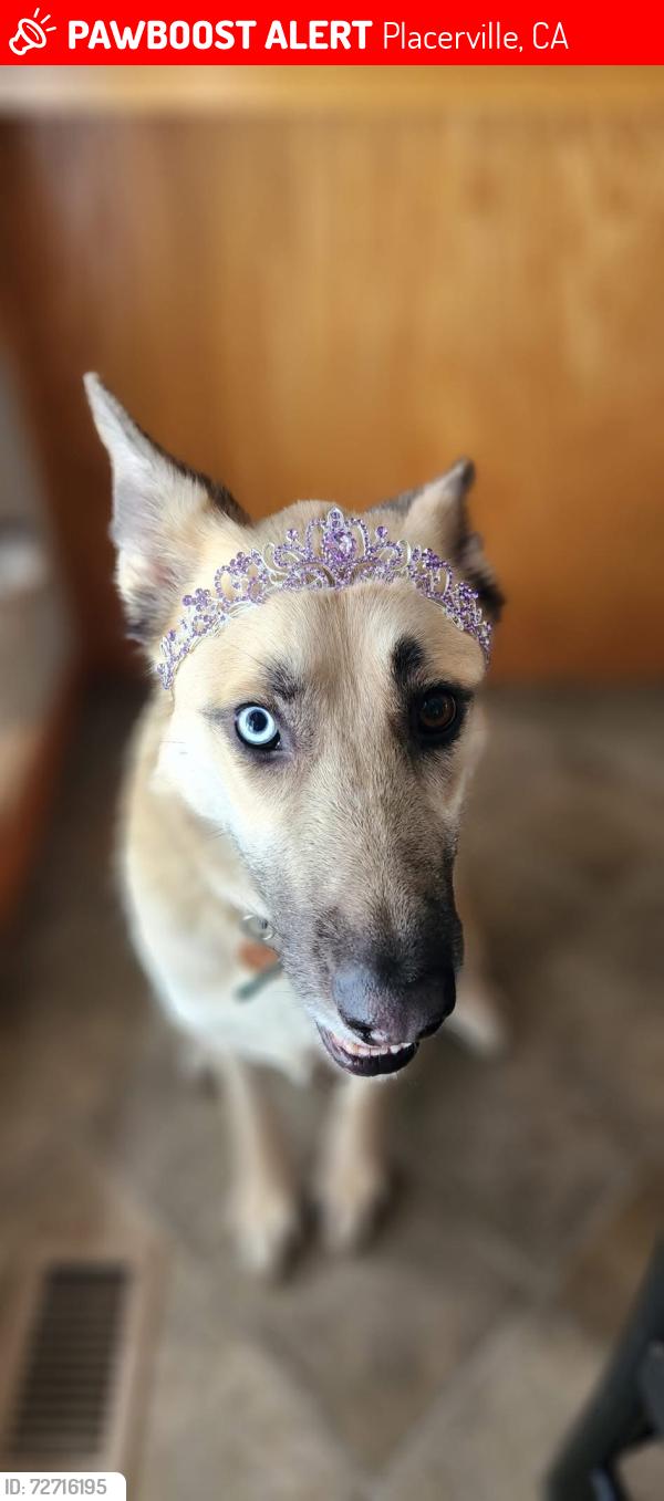 Lost Female Dog last seen Pretty Good Street, Big Cut, Placerville, CA 95667