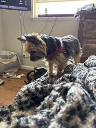 Found/Stray Female Dog last seen Saint Joseph Avenue , O'Fallon, MO 63366