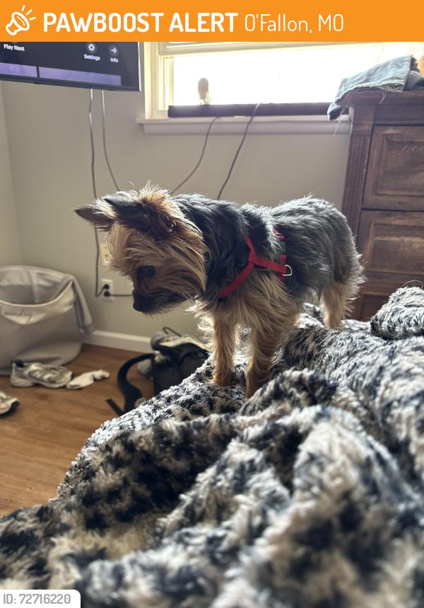 Found/Stray Female Dog last seen Saint Joseph Avenue , O'Fallon, MO 63366