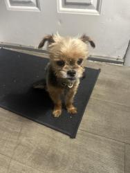 Lost Male Dog last seen Near mowry dr , Homestead, FL 33030