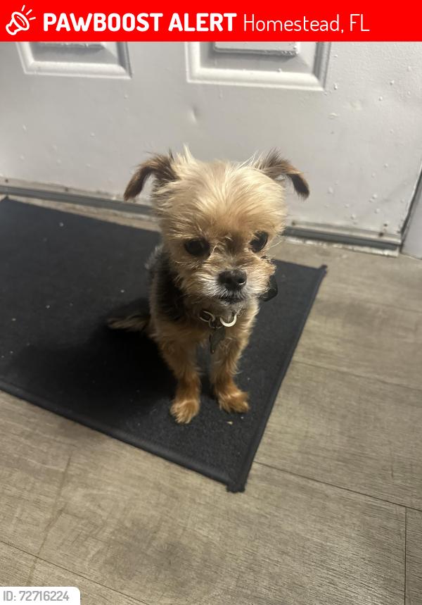 Lost Male Dog last seen Near mowry dr , Homestead, FL 33030